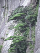 Pinus hwangshanensis