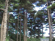 Pinus hwangshanensis