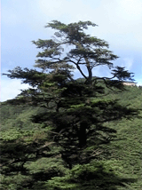 Pinus hwangshanensis