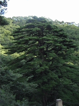 Pinus hwangshanensis