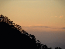 Pinus hwangshanensis