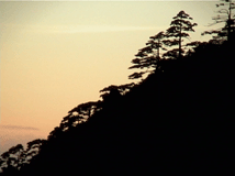 Pinus hwangshanensis