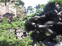 Pinus hwangshanensis