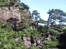 Pinus hwangshanensis