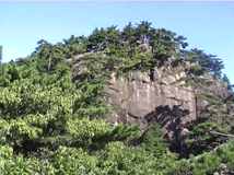 Pinus hwangshanensis