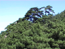 Pinus hwangshanensis