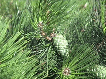 Pinus hwangshanensis