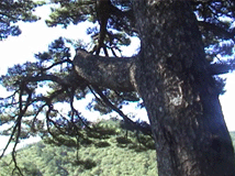 Pinus hwangshanensis