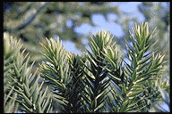 Araucaria bidwillii