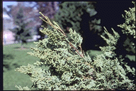 Austrocedrus chilensis