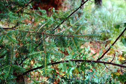 Abies religiosa