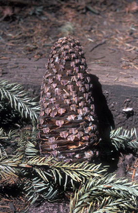 Abies religiosa
