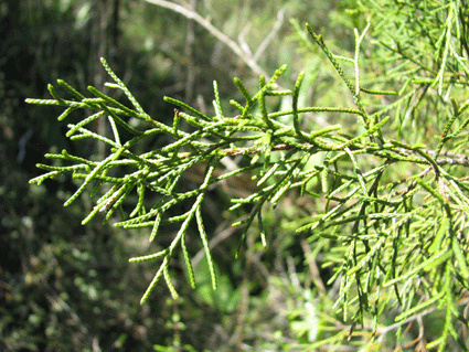 Juniperus lucayana