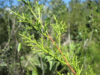 Juniperus lucayana