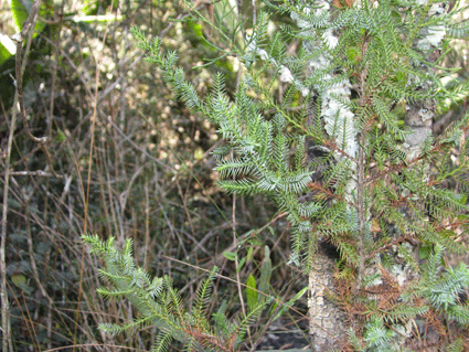 Juniperus lucayana