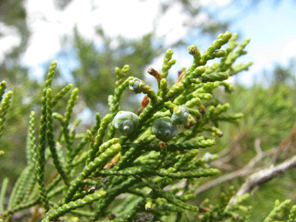 Juniperus lucayana