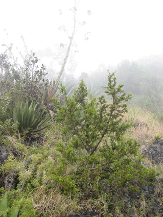 Juniperus saxicola