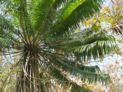 Microcycas calocoma