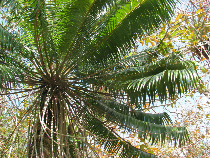 Arboretum de Villardebelle