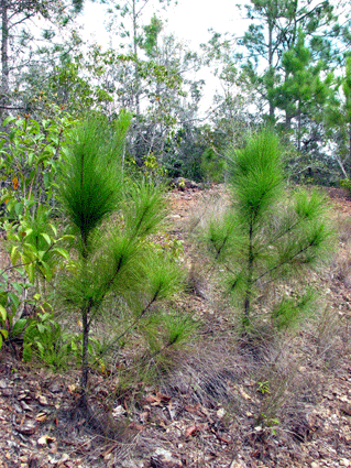 Pinus caribaea