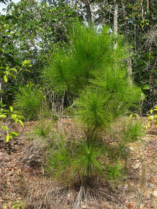 Pinus caribaea