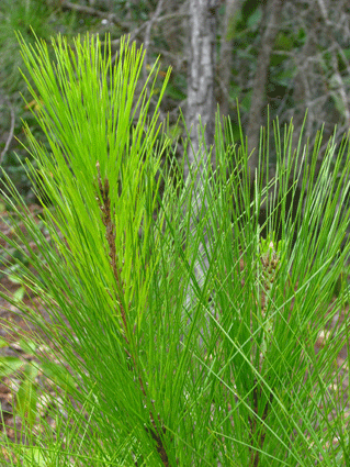 Pinus caribaea