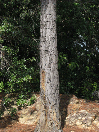 Pinus caribaea