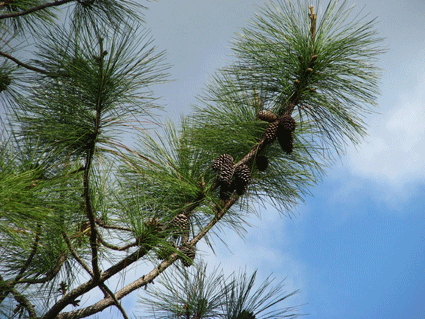 Pinus caribaea