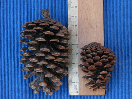 Pinus caribaea