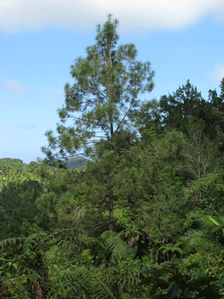 Pinus cubensis