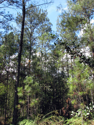 Pinus cubensis