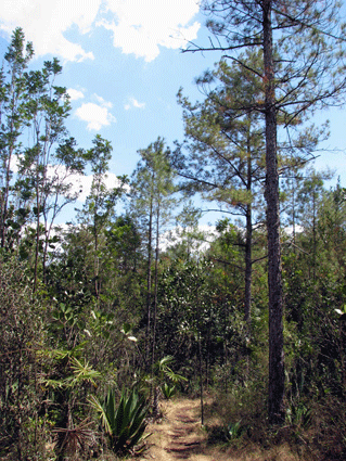Pinus cubensis