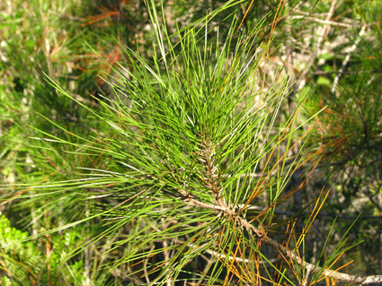 Pinus cubensis