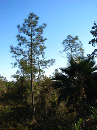 Pinus cubensis