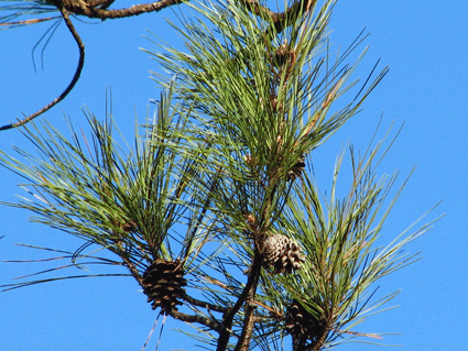 Pinus cubensis