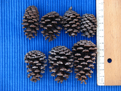 Pinus cubensis