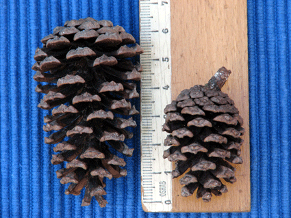 Pinus cubensis
