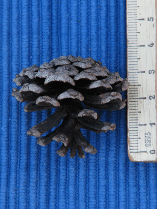 Pinus cubensis