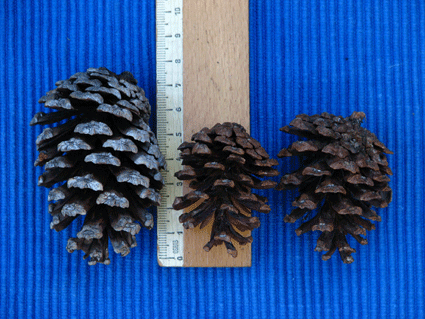 Pinus cubensis