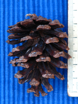 Pinus cubensis