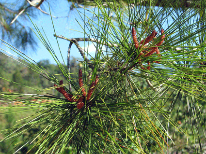 Pinus maestrensis