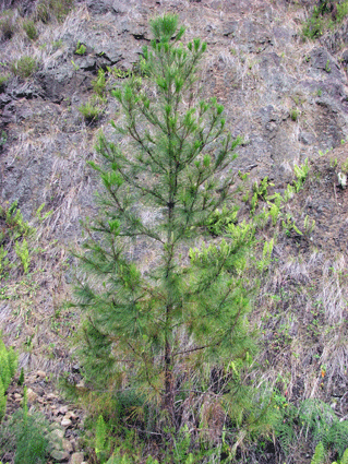 Pinus maestrensis