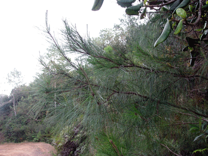 Pinus maestrensis