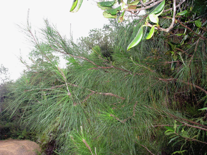 Pinus maestrensis