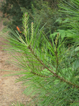Pinus maestrensis