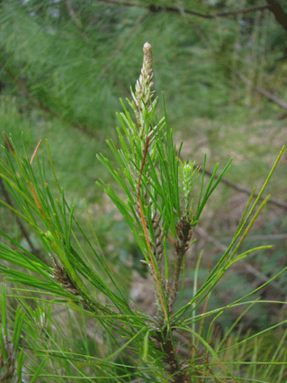 Pinus maestrensis