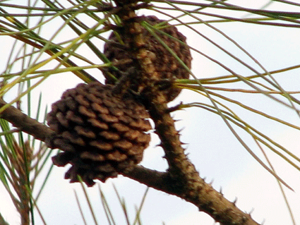 Pinus maestrensis