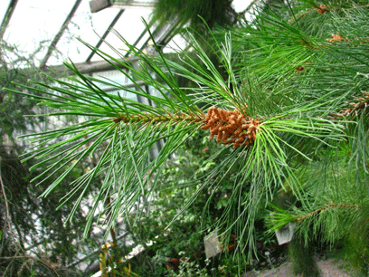 Pinus maestrensis