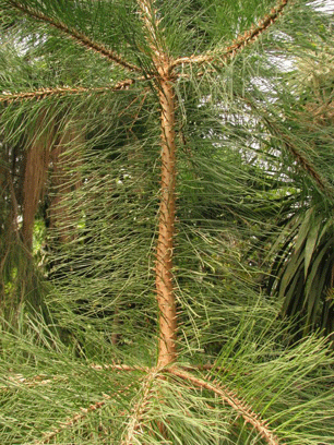 Pinus maestrensis