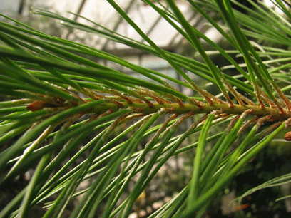Pinus maestrensis